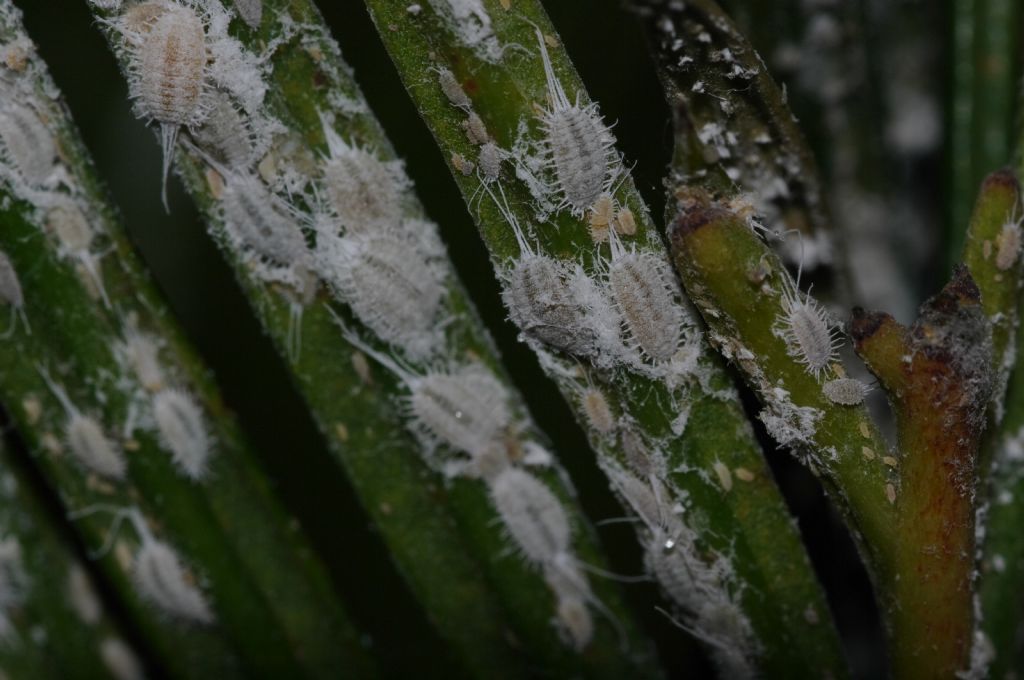 Cocciniglie su Cycas: Pseudococcidae